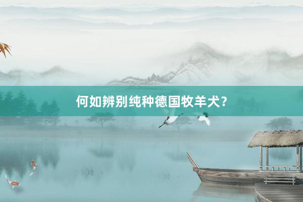 何如辨别纯种德国牧羊犬？